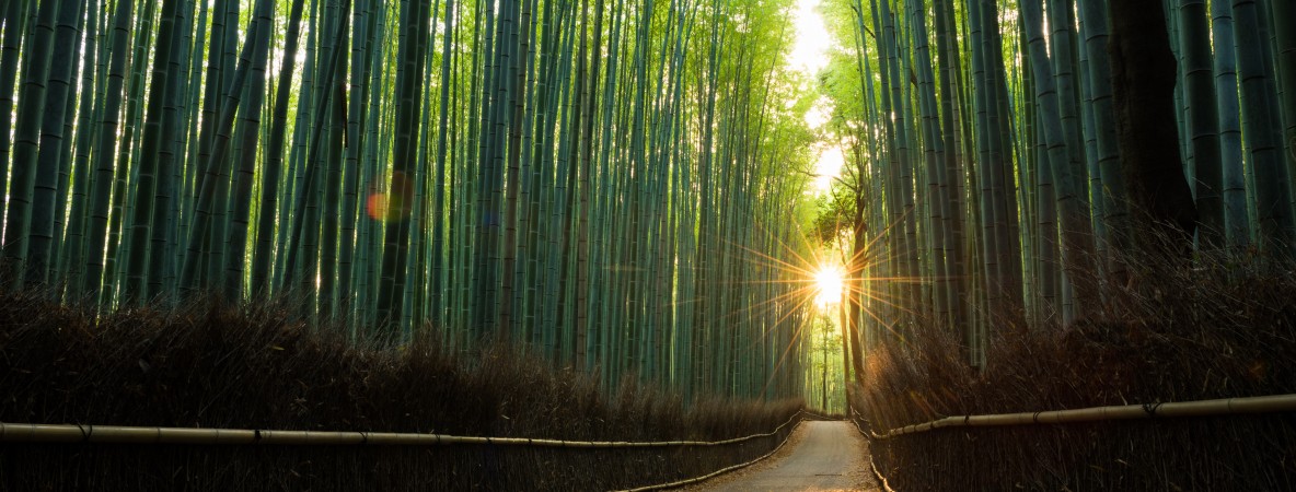 Pristine-bamboo-forest-at-sunrise-538808784_7360x4912.jpeg