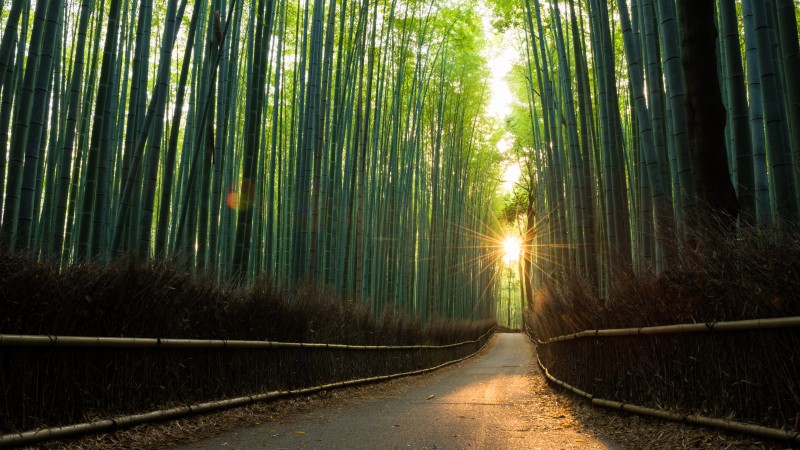 Pristine-bamboo-forest-at-sunrise-538808784_7360x4912.jpeg