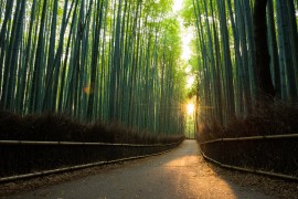 Pristine-bamboo-forest-at-sunrise-538808784_7360x4912.jpeg